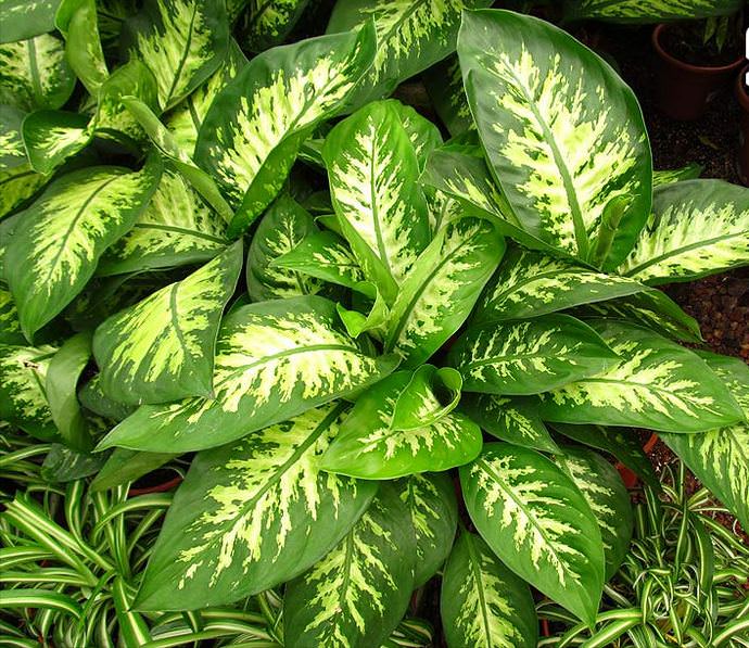 Диффенбахия великолепная (Dieffenbachia magnifica)